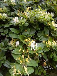 You should not plant this vine where children are around, but the plant does attract butterflies and hummingbirds, and many birds enjoy eating the berries. Lonicera Japonica Wikipedia
