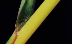 Image result for Capillipedium parviflorum