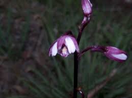 Image result for Eulophia hians