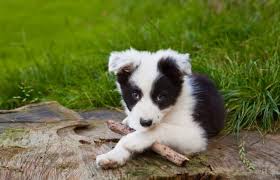 Tinned meat and biscuit mixer. How Much To Feed A Border Collie Puppy 4 Week 6 Week 8 Week