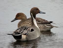 Northern Pintail Ducks Male And Female Duck Photography Cute Ducklings Dabbling Duck