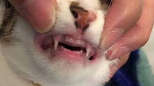 We did not find results for: My 4 Month Old Cat Tooth Fall Out Catloosetooth Cat Cuteandfunnycatvidoes Youtube