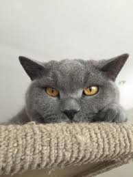 If possible, take leave in the first days after surgery. Frederik S Feline Brain Surgery Gordon Vet