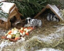 Kleintiere Schweiz Ig Meerschweinchen Fachliches Haltung Meerschweinchen Meerschweinchen Gehege Meerschweinchen Haltung