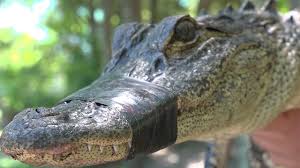 Alligators become less common in coastal nc as you move from south to north. Huge Alligator Fights Against Wranglers In South Carolina Neighborhood Video Shows He S Mad Fox News