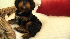 Cavapoos have a high life expectancy, between 13 and 15 years. Ella S Black And Tan Toy Cavoodle Girl 6649 Pocket Puppies Youtube