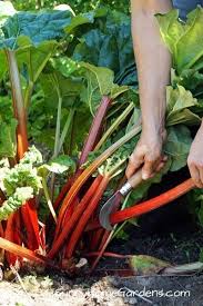 Contact us today for a consultation. How To Grow And Care For Rhubarb Sunny Home Gardens