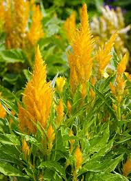 Image result for Celosia elegantissima