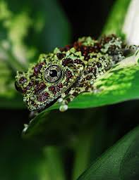 Theloderma Corticale Frog And Toad Amazing Frog Frog