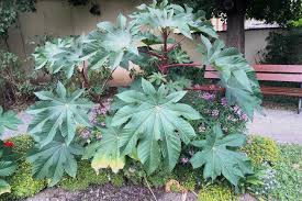 Rizinus gehört zu den ältesten heilpflanzen. Rizinus Wunderbaum Ricinus Communis Xenophora