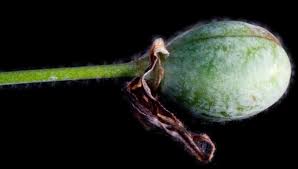 Image result for Trachyandra burkei