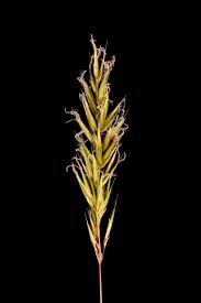 Image result for Anthoxanthum nivale