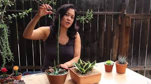 California cactus center 216 s. Popular Indoor Succulents Youtube