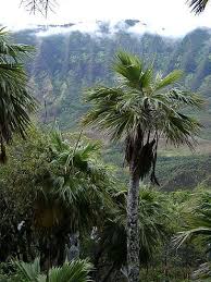 Image result for Pachycarpus lineolatus