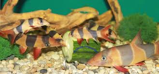 Screwcumber Aquarium Vegetable Holder For Bottom Feeders Plecos Loaches Etc Aquarium Snails Tropical Fish Snails Recipe
