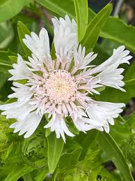 Image result for Lankesteria alba