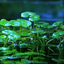 Image result for Hydrocotyle verticillata
