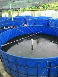 Jual Kolam Terpal Kolam Terpal Bulat Kolam Terpal Murah Peixes