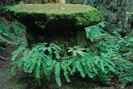 Image result for Adiantum schweinfurthii