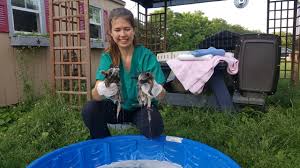 Domestic infant adoptions can be completed through an adoption agency or adoption attorney. Internship Listings Department Of Animal And Veterinary Sciences The University Of Vermont