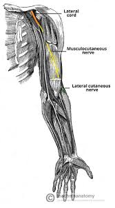 The Musculocutaneous Nerve Course Motor Sensory