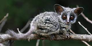 Be one of the few to own such beautiful rare pet. Exotic Pet Trade Uk And Delivery Online