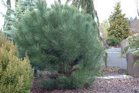 This exceptional pine is also known as the umbrella pine because of its characteristically broad canopy. Pinus Pinea Landscape Plants Oregon State University