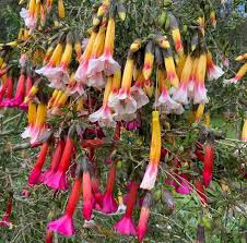 Image result for Cantua