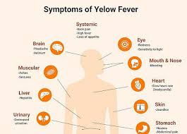 Image result for Yellow Fever