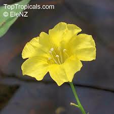 Image result for Xenostegia medium