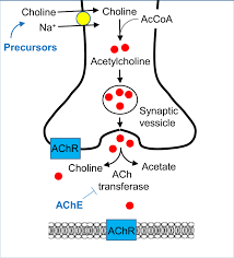 Image result for Cholinergic Toxicity