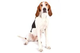 Check spelling or type a new query. Treeing Walker Coonhound Dog Breed Information
