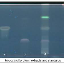 Image result for Hypoxis galpinii