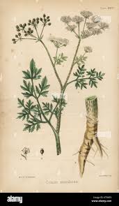 Image result for Conium