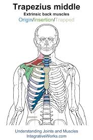 Pin On Back Extrinsic Origin Insertion