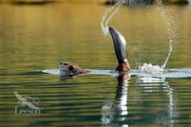 Beaver American Beaver Castor Canadensis Slapping Tail Photo Or Image Tom Pat Leeson Beaver Animal Behavior Canadensis