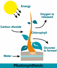 A guide to biology, for w. Photosynthesis Cellular Respiration Study Guide Quiz Quizizz