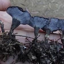 Image result for Phellodon niger