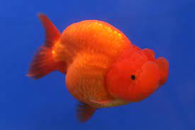 Maybe you would like to learn more about one of these? Ranchu Wikipedia