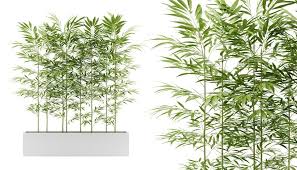 Bambus Als Kubelpflanze Und Sichtschutz Auswahl Pflege Und Passende Pflanzkubel Vivanno In 2020 Kubelpflanzen Bambus Pflanzen Bambus Im Kubel