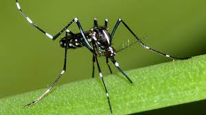 How we monitor invasive mosquitoes and stop them spreading in the UK – UK  Health Security Agency