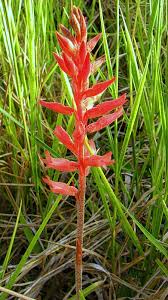 Image result for Bullockia setiflora