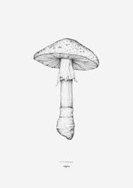 Black And White Mushroom Drawing Other Fly Agaric Mushroom Drawing Mushroom Art Art Inspiration