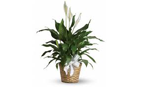 However, north being zone of water, earthen pots specially of red or yellow in any plant should not be in bedroom as per vastu field. 7 Best Vastu Plants For Bedroom Floweraura