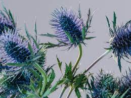 Not surprisingly, each country in the uk is represented by various symbols. The Thistle Scotland S National Flower Heathergems