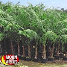 Maybe you would like to learn more about one of these? California Palm Desert Farm