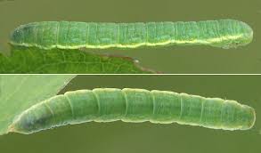 Image result for Trichopteryx