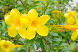 Allamanda Cathartica Golden Trumpet