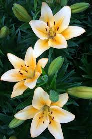 Pin By Lucy Wiley On Photography Amazing Flowers Flower Pictures Flower Photos