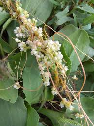 Image result for Cuscuta australis